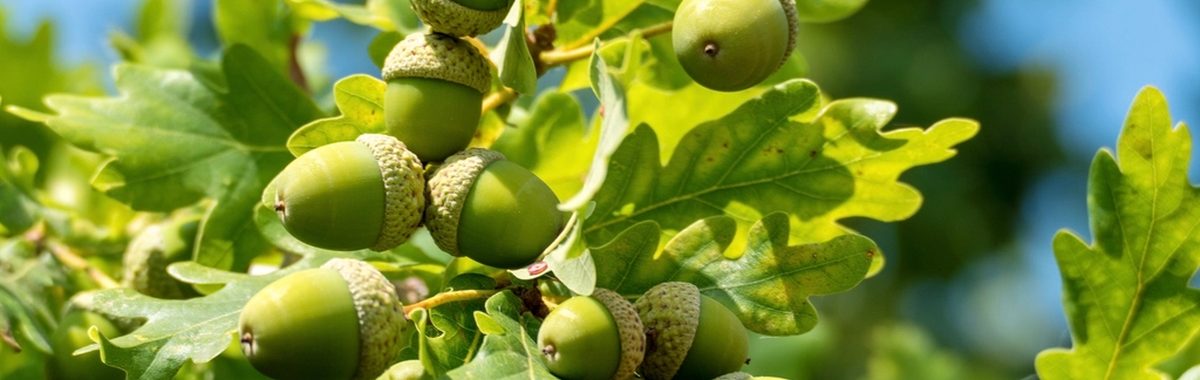Green acorns ripening on an oak branch in summer sun.