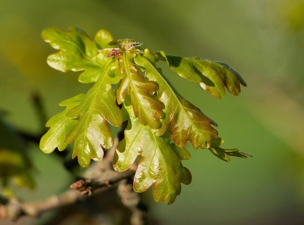 Young oak leaves opening on a branch, backlit green.